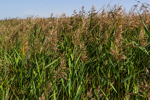 Phragmites australis is a herbaceous perennial bluish-green plant of the grass family, with a long creeping rhizome.