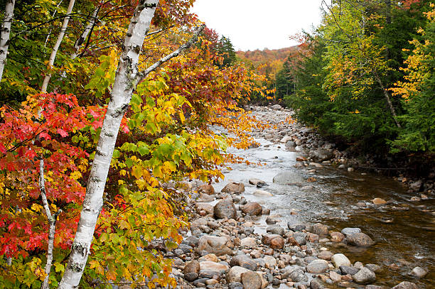 Low angle babbling brook in white mountains national forest in New Hampshire