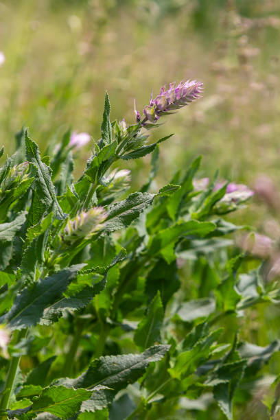 Melampyrum arvense, commonly known as field cow-wheat, is an herbaceous flowering plant of the genus Melampyrum in the family Orobanchaceae Melampyrum arvense, commonly known as field cow-wheat, is an herbaceous flowering plant of the genus Melampyrum in the family Orobanchaceae. sponger stock pictures, royalty-free photos & images