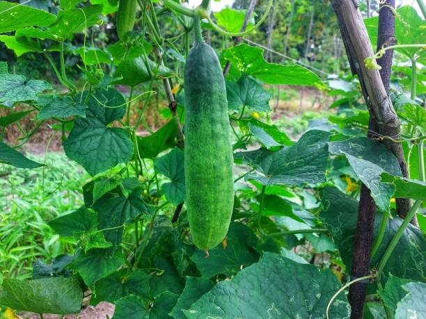 istock cucumber garden with fresh cucumbers ready to be harvested 1550217431