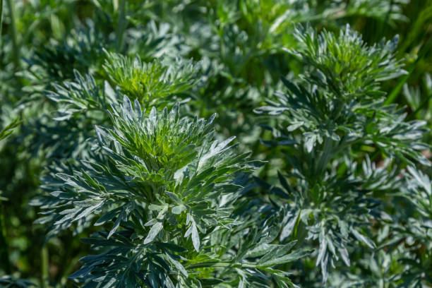 silbergrüner wermut blätter hintergrund. artemisia absinthium, absinth-wermutpflanze, in, kräuterküchengarten, nahaufnahme, makro - tarragon close up freshness herb stock-fotos und bilder