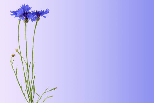 A sprig of cornflowers on a blue background, copy space.
