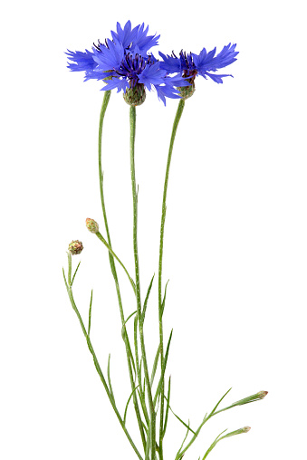 A sprig of cornflowers isolated on a white background.