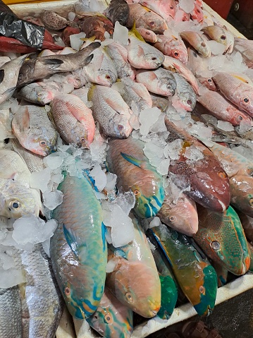 Fresh napoleon fish and other fish on market stand ready for sale. Whole fish. Kedonganan Seafood Market in Bali, Indonesia, with fresh caught fish for sale.