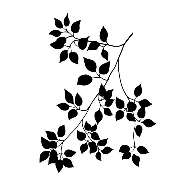 Tree branch black silhouette isolated on white Branch of birch tree with leaves, black silhouette on white. Hand drawn sketch, minimal stencil design. Vector for floral print, eco product package, botanical, forest and garden illustration. elm tree stock illustrations