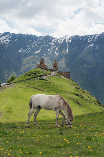 White horse grazing grass, with antique church and mountains landscaped view, in Georgia