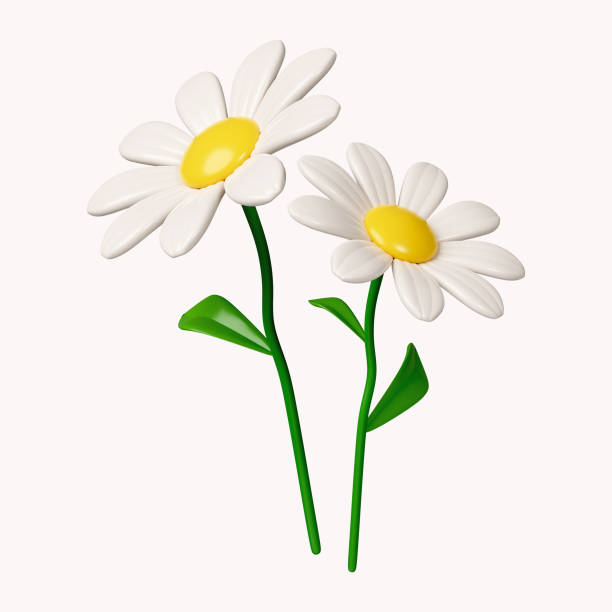 istock 3d chamomile flower. icon isolated on white background. 3d rendering illustration. Clipping path. 1550233555