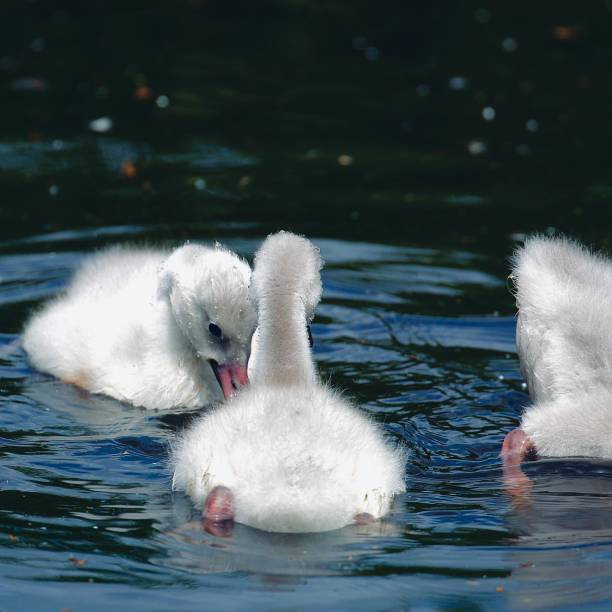 istock Bewick's Swan Cygnets 1550234615