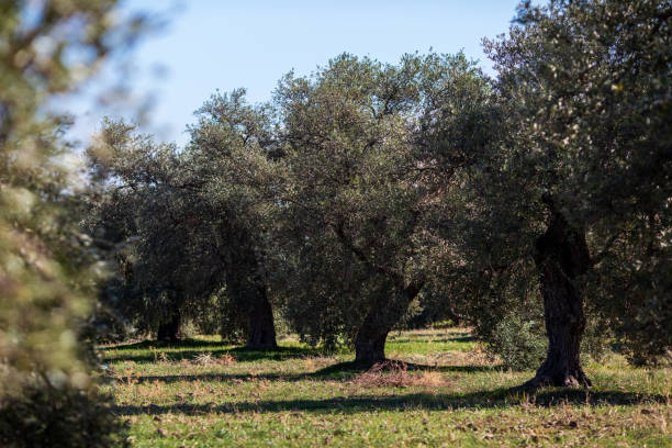 istock Olive trees . Old obsolete olive trees. Big branches. Olive plantation 1550235702