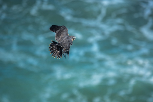 A Shaheen falcon soaring over a vast expanse of ocean