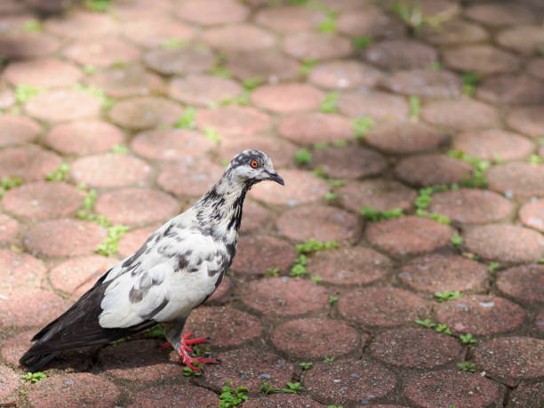 istock Black and white striped feathered pigeon 1550238024