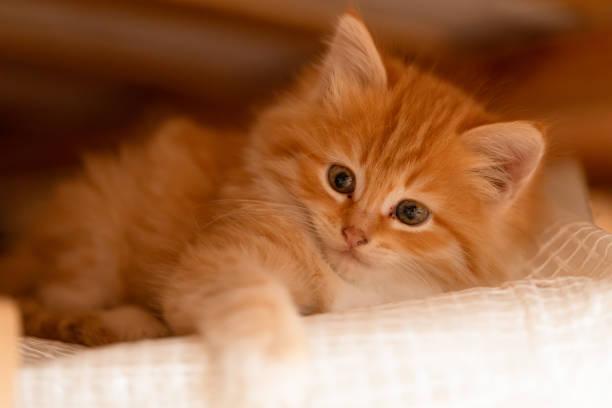 istock small beautiful red kitten close-up 1550242076