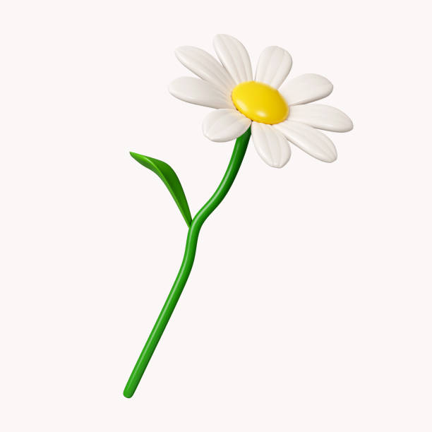 istock 3d daisies flowers .icon isolated on white background. 3d rendering illustration. Clipping path. 1550242593
