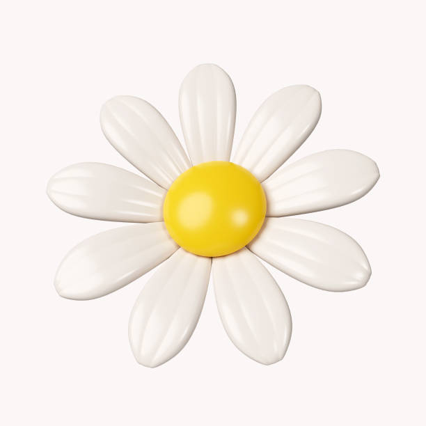 istock 3d chamomile flower. icon isolated on white background. 3d rendering illustration. Clipping path. 1550243996