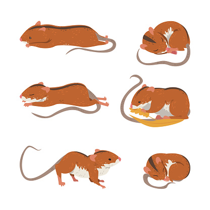 Field Mouse as Small Rodent with Long Tail and Dorsal Black Stripe Vector Set. Cute Fluffy Grassland Animal in Different Poses Concept