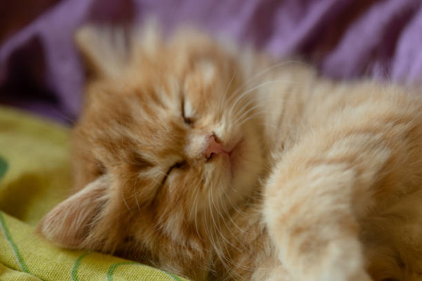 istock small beautiful red kitten close-up 1550249643