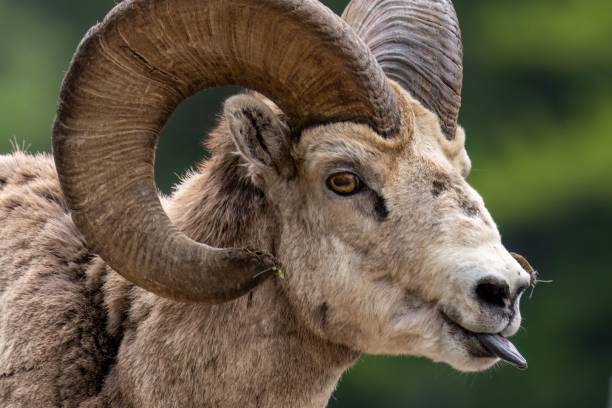 istock Bighorn sheep standing in a green field 1550250276