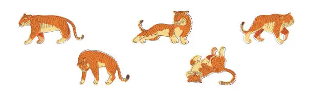 Vector illustration of Striped Tiger with Orange-brown Fur as Wild Cat Species in Different Pose Vector Set