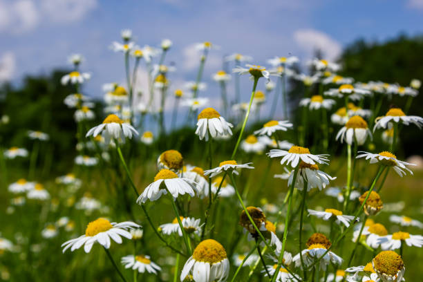 istock Tripleurospermum inodorum, wild chamomile, mayweed, false chamomile, and Baldr's brow, is the type species of Tripleurospermum 1550254662