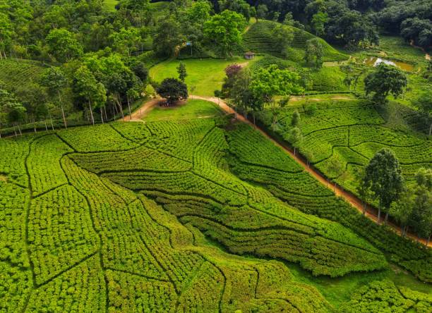 Beautiful Tea Gardens in Srimongol Sylhet The tea garden, called M R Khan tea estate, derives its name from the renowned Darjeeling region in India due to its resemblance to Darjeeling's appearance. Today, it has become a sought-after destination for travelers of Bangladesh. sylhet stock pictures, royalty-free photos & images