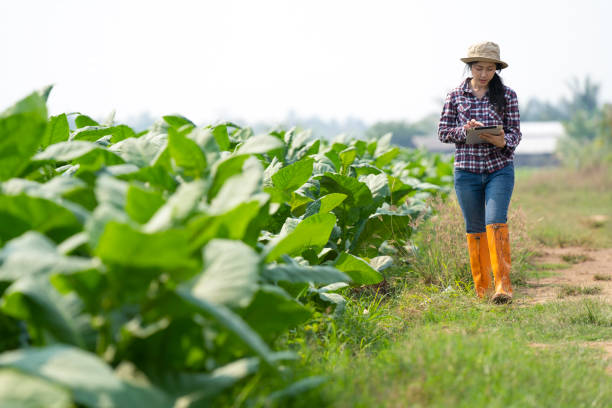 istock Female farmer tobacco 1550264007
