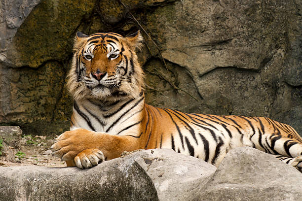 istock Bengal tiger full body 155026571