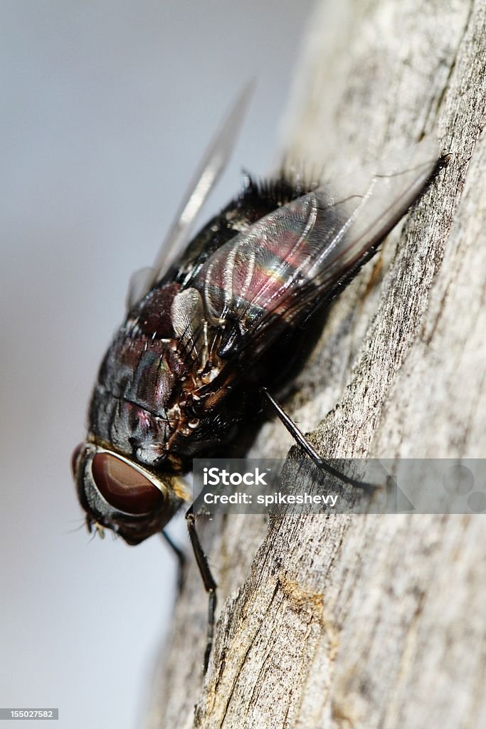 Fly on Tree Macro photograph of a fly sitting on a tree Animal Stock Photo