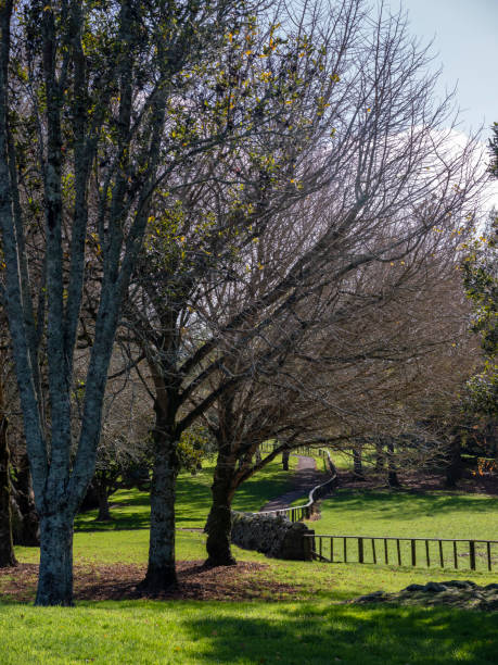 istock Cornwall Park in Central Auckland, New Zealand 1550276143