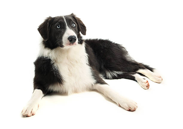 istock 8 month old Border Collie 155028075