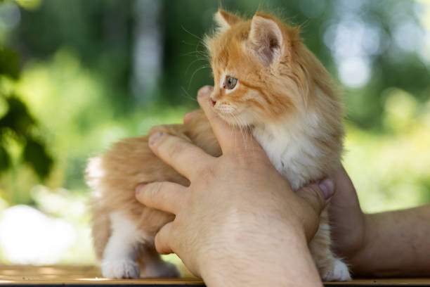istock small beautiful red kitten in male hands. Care concept 1550282564
