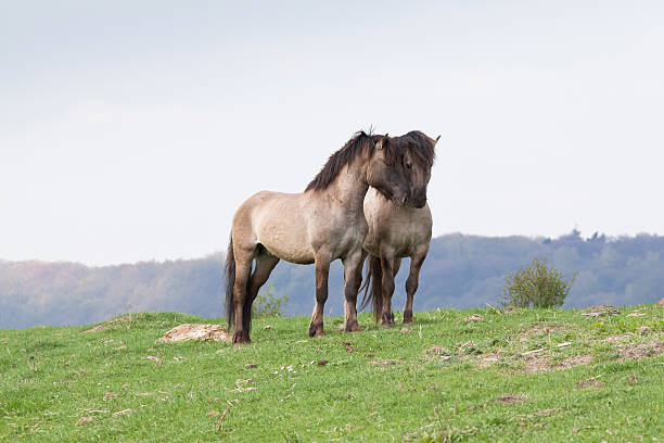 馬の 2 つの独立したお部屋で - horse close up non urban scene spring ストックフォトと画像