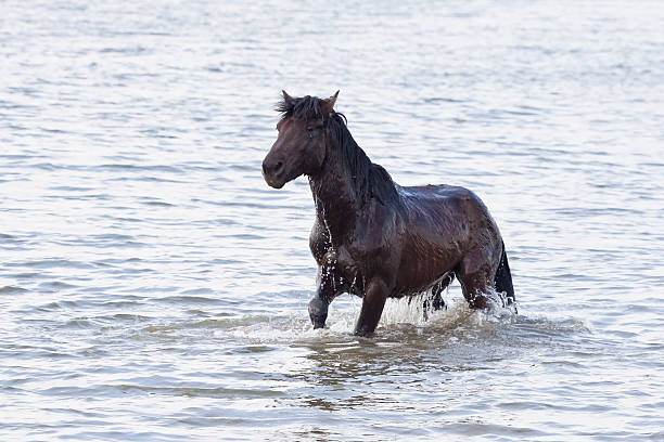 istock dark brown horse swimming 155028391