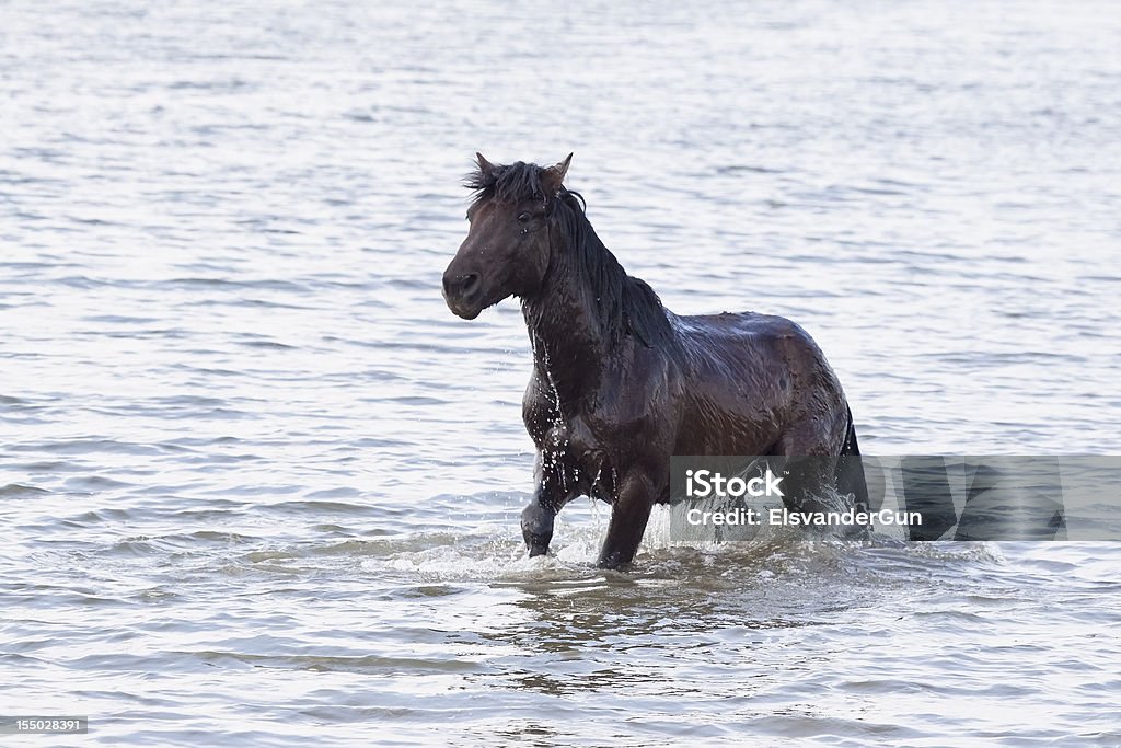 Ciemny brązowy Koń Pływanie - Zbiór zdjęć royalty-free (Koń)