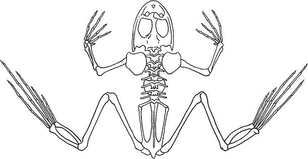 skelett frosch - lap pool obrazy stock illustrations