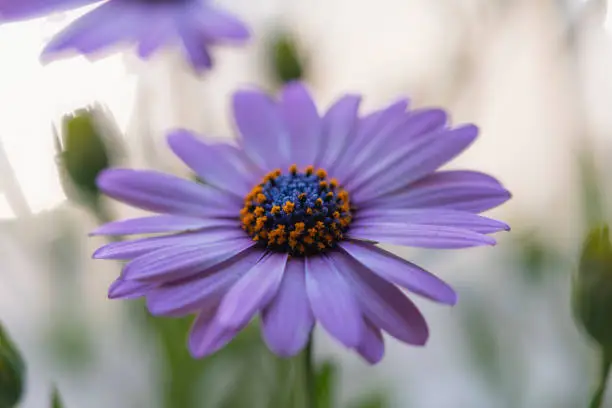 Discover the exquisite beauty of Dimorphotheca ecklonis, commonly known as Cape Marguerite, African Daisy, and Sundays River Daisy. Also referred to as White Daisy Bush, Blue-and-White Daisy Bush, and Star of the Veldt, this ornamental plant showcases mesmerizing blooms and adds a touch of elegance to any landscape. This high-quality stock photograph captures the captivating allure of Dimorphotheca ecklonis, making it perfect for a range of creative projects. Explore the vibrant world of this remarkable flower. Dimorphotheca ecklonis, Cape Marguerite, African Daisy