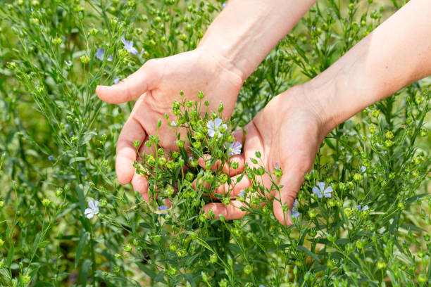 le mani femminili tengono le piante di lino con i fiori sullo sfondo di un campo di lino - seed flax seed human hand food foto e immagini stock