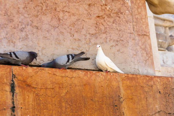 Birds on a monument in Brinsidi, Apulia