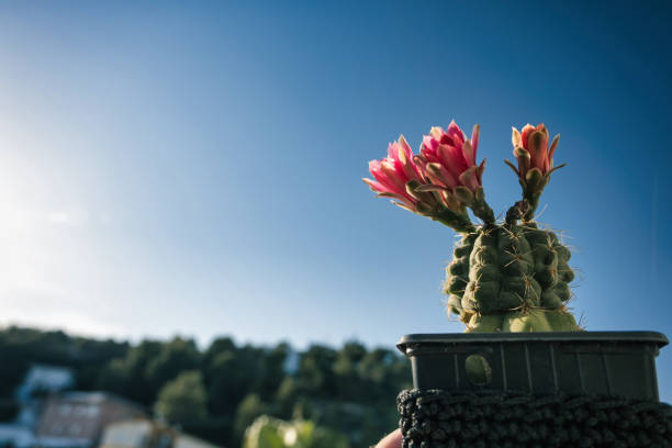 Red flower of a gymnocalycium baldianum cactus in small pot against the blue sky