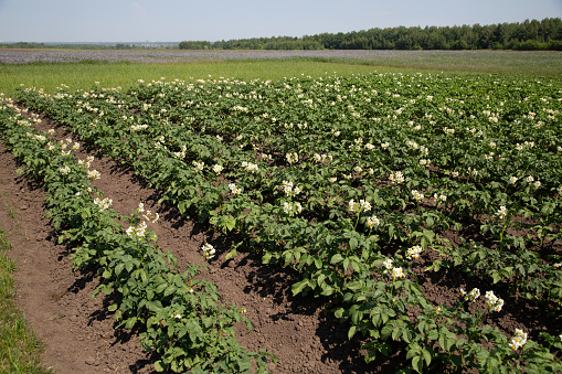 Potato flowers blooming in agriculture organic farm. potato farming and cultivation background. Background of beautiful flowers. . High quality photo