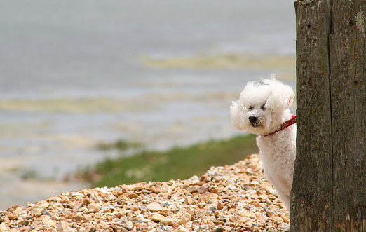 Male poodle urinating pee on tree trunk to mark territory in public park
