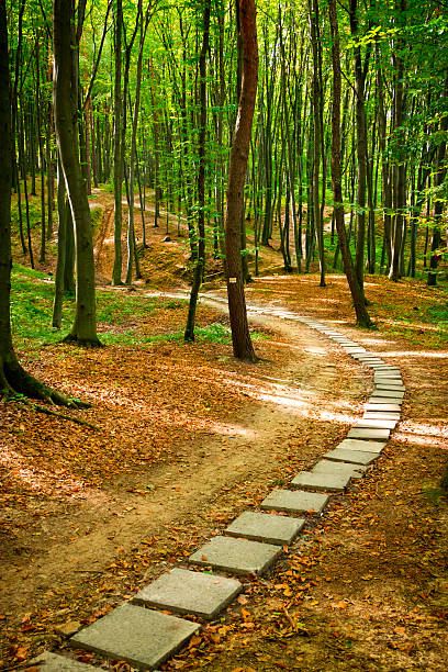 istock Path in beautiful beech forest near Rzeszow, Poland 155030065