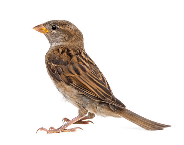 istock House Sparrow against white background 155030568