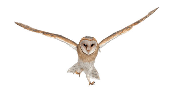 istock Barn Owl, Tyto alba, 4 months old, portrait flying 155030579