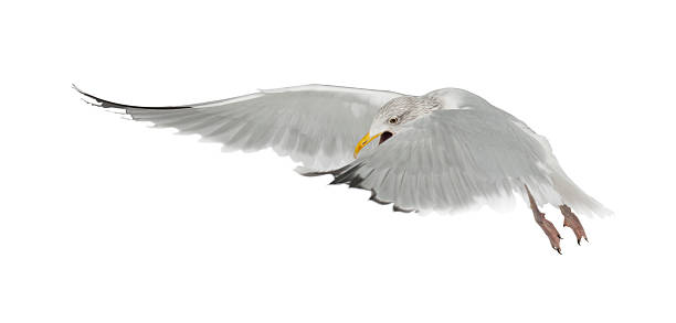 istock European Herring Gull, Larus argentatus, 4 years old, flying 155030628