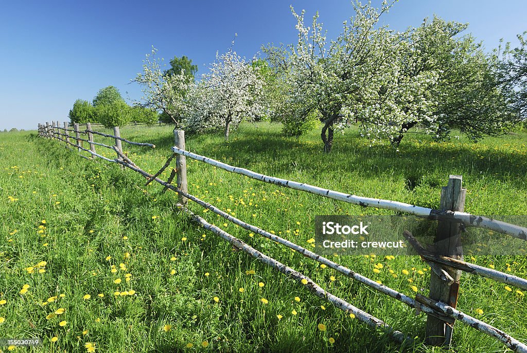 Fiore di melo in primavera - Foto stock royalty-free di Agricoltura