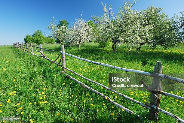 Fiore Di Melo In Primavera - Fotografie stock e altre immagini di Agricoltura - Agricoltura, Albero, Ambientazione esterna