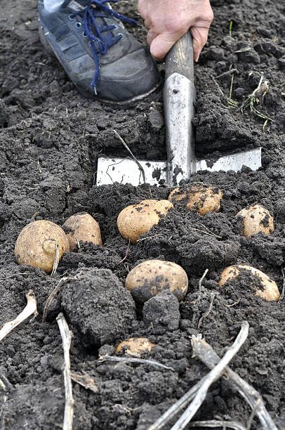 farmer ernten kartoffeln - root vegetable picking monoculture nutrient stock-fotos und bilder