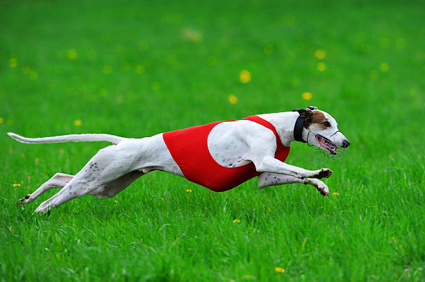 Coursing Greyhound Greyhound chasing the lure. Lieto 2012 competition, Finland. finnish hound stock pictures, royalty-free photos & images