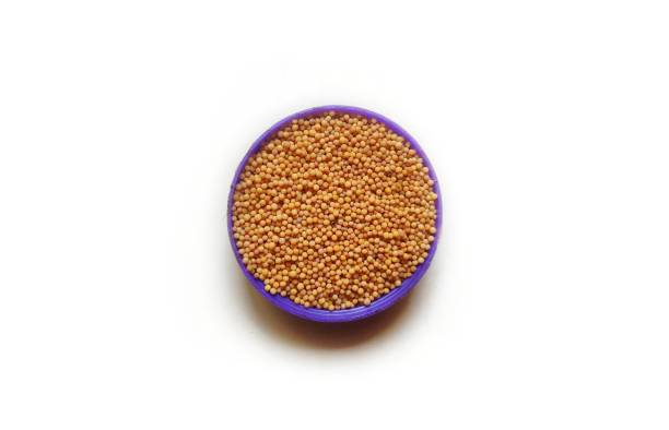 Yellow mustard seeds are the small seeds of plant Brassica Alba. It is milder in taste in comparison with Black mustard seeds which is pungent. Yellow mustard seeds or powder is in various dishes. las semillas de mostaza amarilla son las pequeñas semillas de la planta brassica alba. es más suave en sabor en comparación con las semillas de mostaza negra que es picante. las semillas de mostaza amarilla o el polvo se encuentran en varios platos.