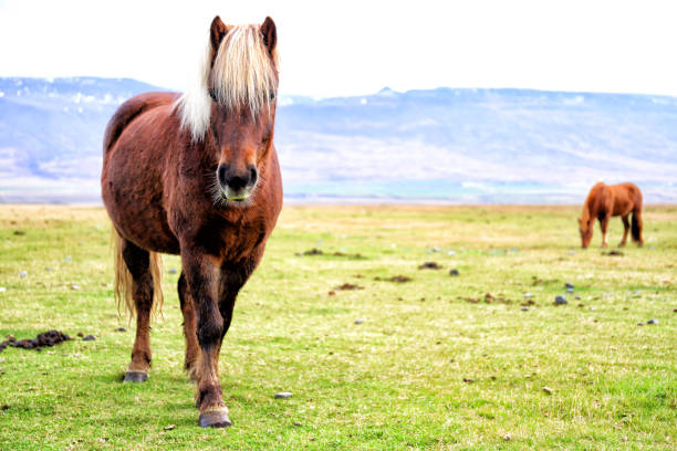 istock Travel Iceland 1550315754
